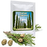 100 graines Cyprès méditerranéen - le classique de la Toscane