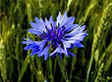 100 Graines de Bleuet - fleurs plante mellifère jardin - Semences Paysannes