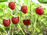 100 Graines de Fraise des bois - fruit rouge jardin- semences paysannes reproductibles - SemiSauvage