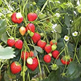 100 graines de fraise (fraise grimpante)