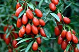 100 Graines de Goji - plante vivace- légumes fruit potager- semences paysannes reproductibles - SemiSauvage