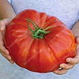 100 graines de Tomate géante Big Boeuf Hybride Graines de Tomate Inno-Ogm semences potagères pour Jardin Plantation Noir
