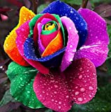 100 graines Rare Pays-Bas Rainbow Rose Flower Amoureux multicolores Les plantes jardin arc-en-rose rare graines de fleurs