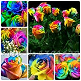 100 graines Rare Pays-Bas Rainbow Rose Flower Amoureux multicolores Les plantes jardin arc-en-rose rare graines de fleurs