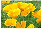 100 Graines semence fleur coquelicot pavot californie coloris jaune