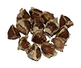 100 Moringa Oleifera graines -PKM1 Quality-