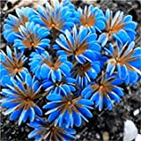 . 100 Pcs Exotiques rares Oxalis Arc-Oxalis Fleur, Oxalis Pourpre Trèfle Vivace Fleur Jardin extérieur: 14