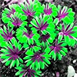 . 100 Pcs Exotiques rares Oxalis Arc-Oxalis Fleur, Oxalis Pourpre Trèfle Vivace Fleur Jardin extérieur: 24