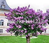 . 100 Pcs Lilas Lilas Fleur Japonaise (très odorant) Lilas Fleur Arbre Plante, Vivace Jardin aromatique Plante en Pot: 7