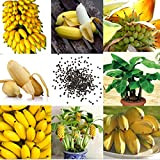 100 Pcs/pack Rare Nain Banane Graines Mini Bonsai Semences Exotiques Maison Jardin Plantes Balcon Jardinage En Plein Air Bonsaï