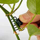 100 Pcs Plante Support Clips de Jardin Clips en Plastique Mini Tiges Fleur Jardin Outils Tige Clips Cultiver Vertical Orchid