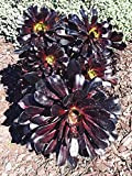 100 PCS Rare Aeonium Arboreum Atropureum Seed Les fleurs du monde de rares Graines Atropureum semences Jardin des plantes Accueil ...