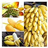 100 Pcs Rare Nain Banane Arbre Graines Mini Bonsaï Fruit Graines Exotique Maison Jardin Plantes