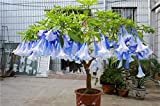 100 pcs/sac brugmansia graines de datura, graines naines brugmansia bonsaï Ange Trompettes fleur, plante rare en pot pour le jardin ...
