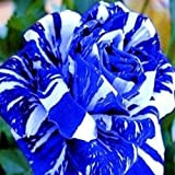 100 Pcs/Sac Graines De Rose Rare Prolifique Bleu Bonsaï Plantes De Jardin Graines De Fleurs Pour Balcon Plante Jardin Graines ...