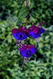 100 Pcs/Sac Graines, fleurs Fuchsia Fuchsia, Bonsai Hanging Graines de fleurs, Plante en pot Lanterne Begonia graines pour jardin 14