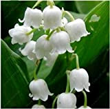 100 pcs/sac Muguet Graines de fleurs, Bell Orchid Seeds, l'arôme riche, Bonsai Balcon fleurs pour la maison 5 plantes en ...