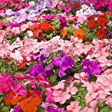 100 pièces de graines d'Impatiens mélangées pour la plantation de fleurs colorées de jardin à la maison créent un jardin ...