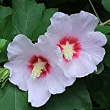 100 pièces graines d'hibiscus plantées sur la terrasse extérieure fleurissent des fleurs blanches rares décoration de jardin unique a une ...