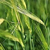 100 Pièces Graines d'orge Céréales anciennes sans OGM L'effet de plantation sur une grande surface convient à tou ceux qui ...