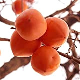 100 Pièces Graines De Kaki Facile à Entretenir Plantation Efficace Fruits Riches Belle Couleur Convient à La Décoration De Jardin ...