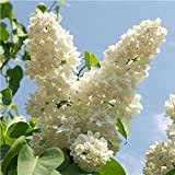 100 Pièces graines de lilas fleurs blanches pures avec un parfum fort adapté à la décoration de jardin à la ...