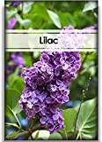 100 pièces graines de lilas mélange non OGM facile à planter belle vivace lilas bonsaï maison extérieur intérieur et extérieur ...