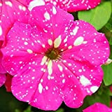 100 pièces Graines de pétunia de fleurs rares Night Sky charmante fleur unique pour la plantation de jardin à la ...