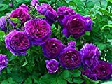 100 pièces Pack Graines de Rose Grimpante Graines de rose grimpante pourpre en pot de fleur ornementale vivace pour jardin ...
