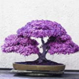 100% réel 20pcs Violet bleu fantômes japonais Graines Érable, (Acer Palatum), bonsaï graines de fleurs, plantes en pot pour la ...