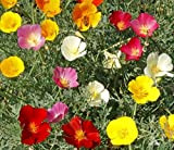 1000 + PAVOT DE CALIFORNIE MIX natif de fleurs sauvages Graines Blanc Orange Rose Rouge Jaune