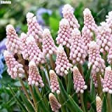 100pcs / bag rares Hyacinthus orientalis Graines Mix Muscari Bonsai Fleur Plante en pot pour jardin Décor 3
