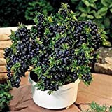100Pcs/Bag Raspberry Seeds Prolific Viable Welladapted Edible Garden Fruit Seedlings for Patio Blue Raspberry Seeds