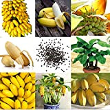 100pcs graines de bananier nain rare, mini graines de bonsaï plantes fruitières exotiques pour la maison jardin cour extérieure facile ...