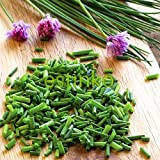 100pcs / lot Ciboulette chinois des semences Graines Allium schoenoprasum Assaisonnement Légume Oriental ciboule Graines de légumes Bonsai bricolage