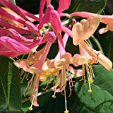 100Pièces graines de chèvrefeuille rares pour la plantation en plein air vivace vivace à fleurs ombre vigne parfumée et dense ...