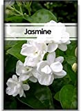 100Pièces graines de jasmin grimpant des fleurs blanches aromatiques fraîches élégantes et naturelles pour la plantation intérieure ou extérieure