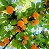 100Pièces graines de kaki cultivent votre propre exubérant de vitalité de fruits jaunes résistant au froid adapté à tou ceux ...