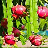 100Pièces graines de pitaya vivaces fruits sont moelleux belle couleur forts arbres fruitiers de dragon exotiques peuvent à la fois ...