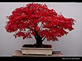 10PC Chine rouge laisse les graines de l'érable de plumes. Les espèces rares, petit arbre bonsaï