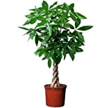 10pcs Bonsai Pachira Aquatica Macrocarpa Graines Money Tree Seed belles plantes de la santé pour la maison