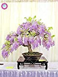 10pcs graines de glycines rares fleur pourpre Wisteria Bonsai Graines Mini Bonsaï plantes ornementales d'intérieur pour la décoration de la ...