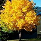 10pcs / paquet arbre d'érable jaune semences en direct des graines d'arbres d'or d'érable SeedsAndPlants Jardin Norvège bon prix bonsaï ...
