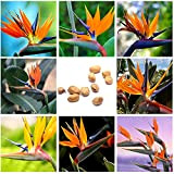 10Pcs Rare Strelitzia Reginae Graines De Fleurs Oiseau De Paradis Décoration De Plantes Tropicales