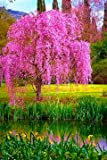 10pcs / sac japonais graines d'arbres sakura bonsaïs, arbres de cerisier pleureur, bricolage jardin graines nain sakura belles graines de ...