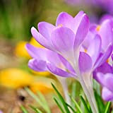 10pcs Violet Crocus Bulbes Safran Mystérieuses Fleurs Exotiques Admirez Un Paysage De Jardinage Unique Tiges Droites Coupe En Forme De ...
