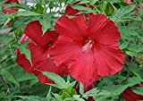 10Pièces graines d'hibiscus rouge hiver arbuste rustique variété spéciale non-OGM Heirloom fleur graines intérieur extérieur plantation facile à germer forte ...