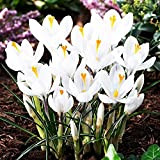 10x Bulbes Crocus Blanc Fleurs de printemps Crocus Bulbes Fleurs Vivaces Crocus Jeanne d'Arc