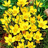 10x Crocus Bulbes Crocus Jaune Bulbes Fleurs printemps Crocus sativus Bulbes Fleurs à planter Dorthy