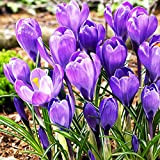 10x Crocus Bulbes Fleurs Printemps Crocus violet Fleurs à planter Bulbes de Crocus Remembrance